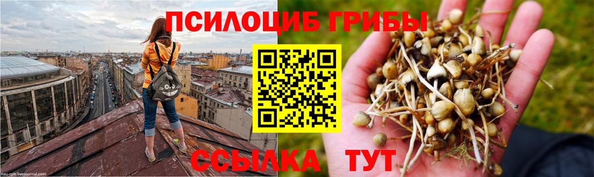 где продают   Псилоцибиновые грибы GOLDEN TEACHER  Гатчина  Галлюциногенные грибы Magic Shrooms 